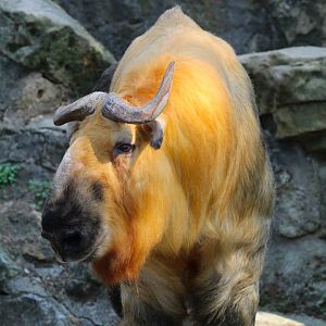 Male Sichuan Takin- September 2024
