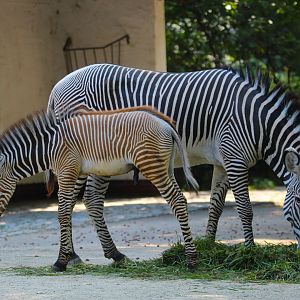 Grevy's Zebra and foal- September 2024