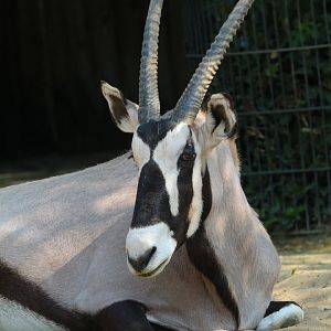 Gemsbok- September 2024