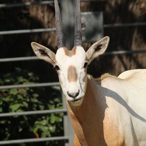 Scimitar Horned Oryx juvenile- September 2024