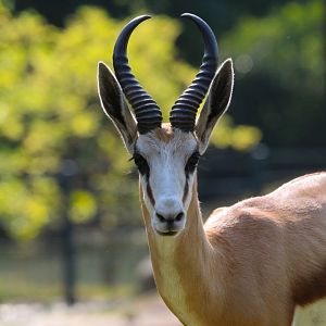 Cape Springbok- September 2024