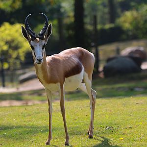 Cape Springbok- September 2024