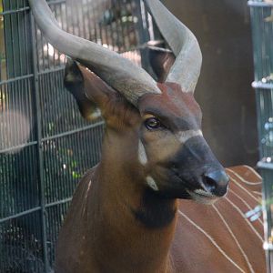 Eastern Bongo- September 2024