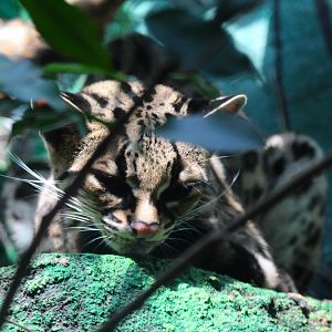 Margay- September 2024