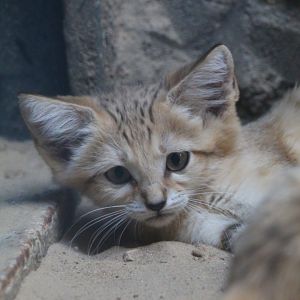 Arabian Sand Cat- September 2024