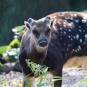 Philippine Spotted Deer- September 2024