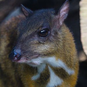 Java Mouse Deer- September 2024