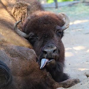 American Bison- September 2024