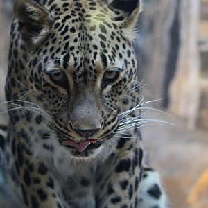Persian Leopard- September 2024