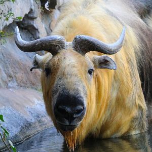 Male Sichuan Takin- September 2024