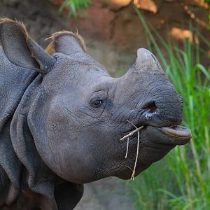 Indian Rhino- September 2024