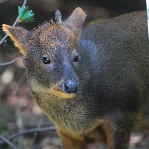 Southern Pudu- September 2024