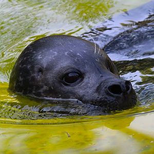 Eastern Atlantic Harbour Seal- September 2024