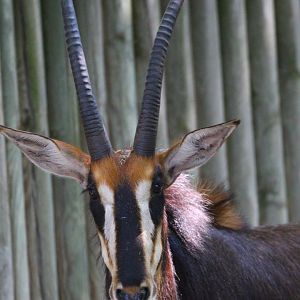 Sable Antelope- September 2024