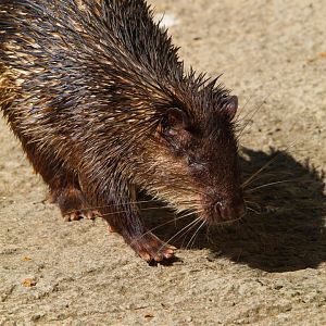 African Brush Tailed Porcupine- September 2024