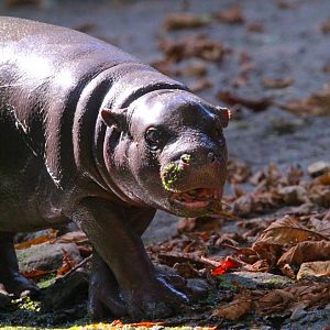 Western Pygmy Hippo calf- September 2024