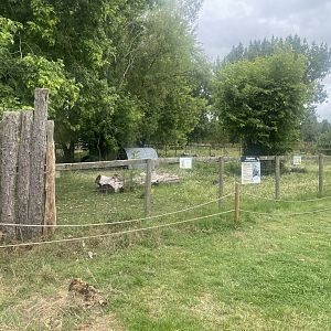 Capybara exhibit 040824