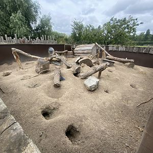 Black-tailed prairie dog exhibit 040824