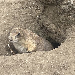 Black-tailed prairie dog 040824