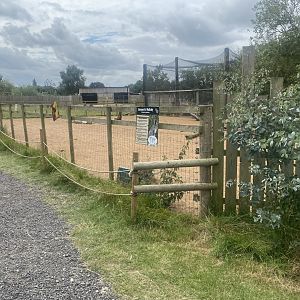 Red-necked wallaby exhibit 040824
