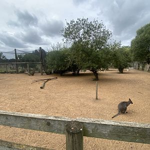 Red-necked wallaby exhibit 040824