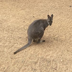 Red-necked wallaby 040824