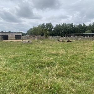 Bactrian camel exhibit 040824