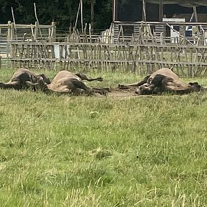 Bactrian camels resting 040824