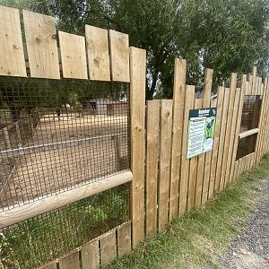 Domestic reindeer exhibit 040824