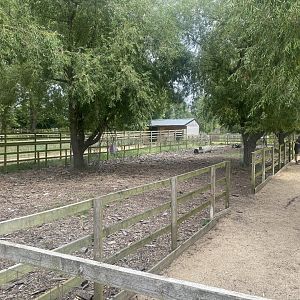 Domestic reindeer exhibit 040824