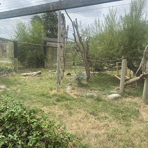 Common squirrel monkey/Azara’s agouti exhibit 040824