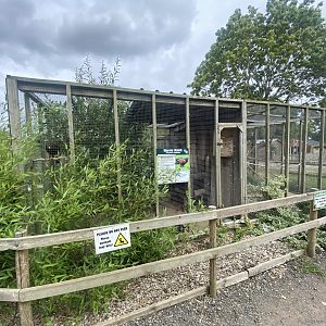 Harris’ hawk aviary 040824