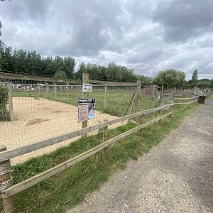 Chapman’s zebra 040824