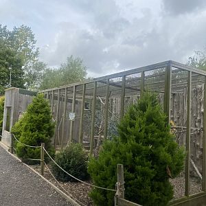 Laughing kookaburra aviary 040824