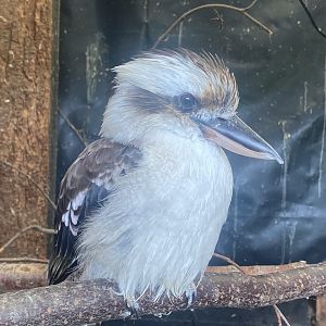 Laughing kookaburra 040824