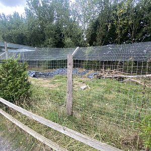 Former Golden jackal exhibit 040824