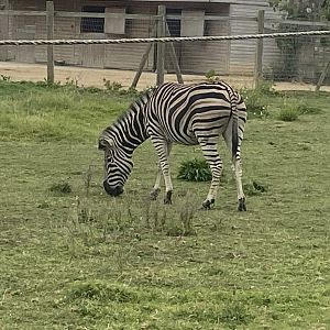 Chapman’s zebra 040824