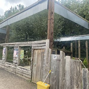 South American coati/Northern raccoon exhibit 040824