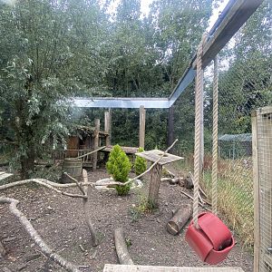 South American coati/Northern raccoon exhibit 040824
