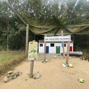 Striated caracara exhibit 040824