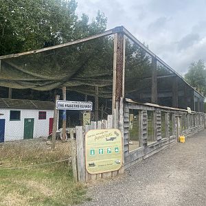 Striated caracara exhibit 040824