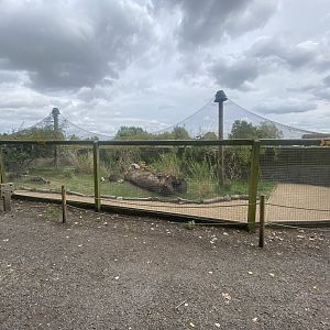 Kirk’s dik-dik exhibit 040824