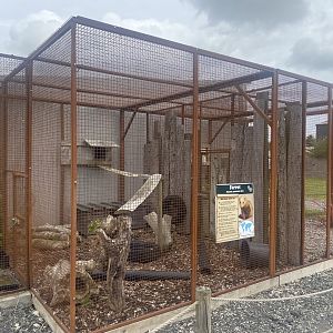 Domestic ferret exhibit 040824