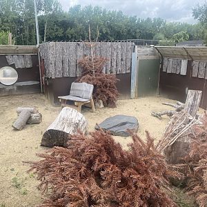 Meerkat exhibit 040824