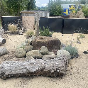Dwarf mongoose exhibit 040824