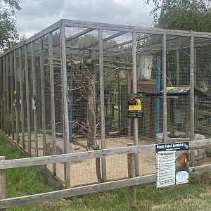 Peach-faced lovebird aviary 040824