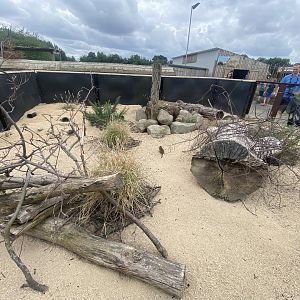 Dwarf mongoose exhibit 040824