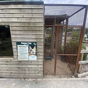 Fennec fox exhibit 040824