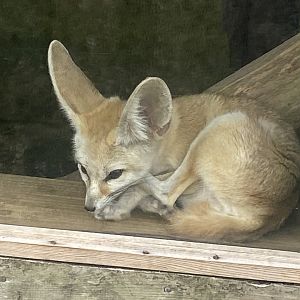 Fennec fox 040824