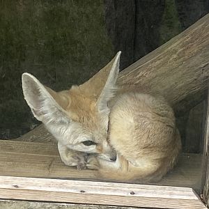 Fennec fox 040824